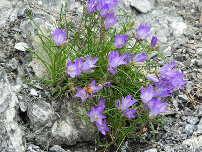 Edraianthus graminifolius, photographed by Santiago Martín-Bravo