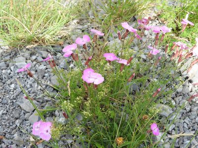 Dianthus sylvestris, photographed by Santiago Martín-Bravo
