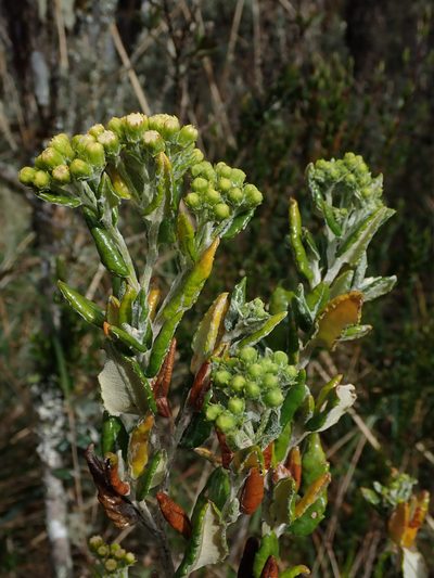 Monticalia andicola, photographed by Nolan Exe