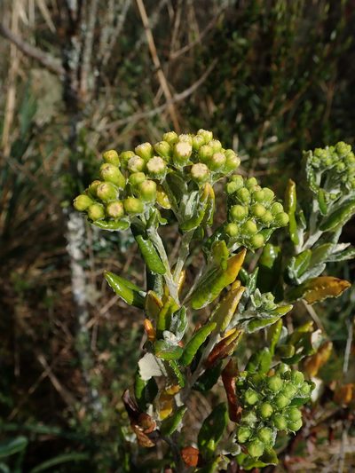 Monticalia andicola, photographed by Nolan Exe