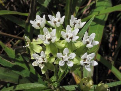Asclepias nivea, photographed by Brian Oakes Haiti Hunter