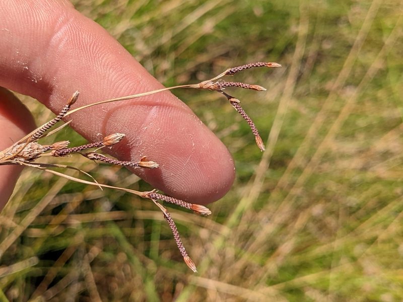 Fimbristylis thermalis, photographed by Trevor Van Loon