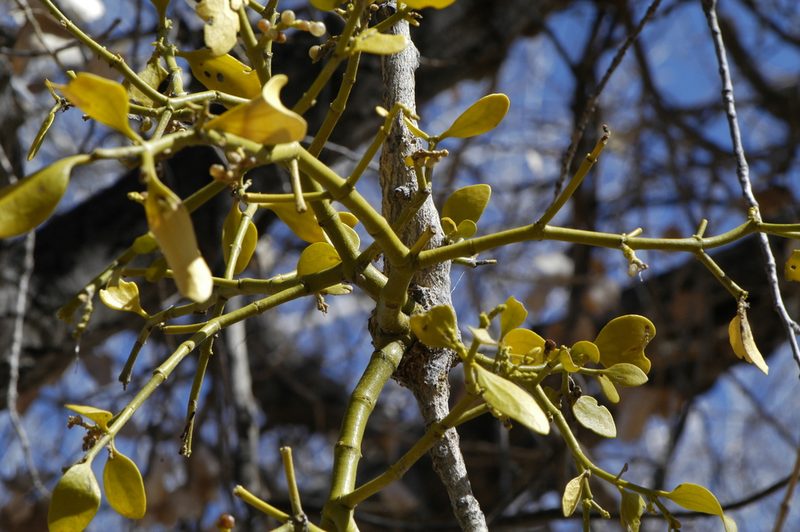Phoradendron macrophyllum, photographed by Elliott Gordon