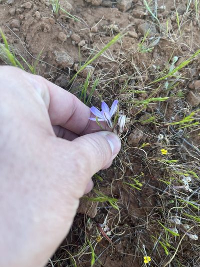 Brodiaea nana, photographed by Justin Felder