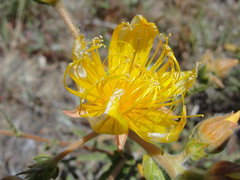 Mentzelia crocea, photographed by Jay Pruett