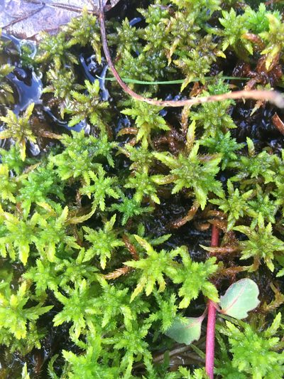 Sphagnum missouricum, photographed by harrier