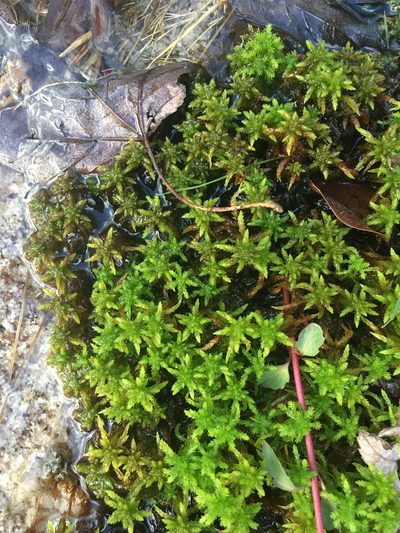 Sphagnum missouricum, photographed by harrier