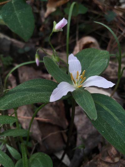 Trillium pusillum, photographed by harrier