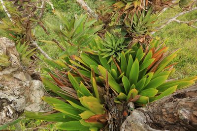 Catopsis floribunda, photographed by Brian Oakes Haiti Hunter
