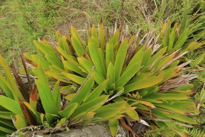 Vriesea macrostachya, photographed by Brian Oakes Haiti Hunter