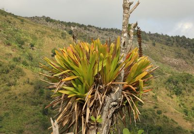 Vriesea macrostachya, photographed by Brian Oakes Haiti Hunter