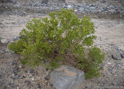 Peucephyllum schottii, photographed by Tim Messick