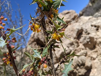 Berberis haematocarpa, photographed by Norveig