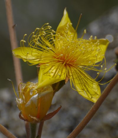 Mentzelia crocea, photographed by Jay Pruett