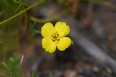 Camissoniopsis bistorta, photographed by Trevor Van Loon