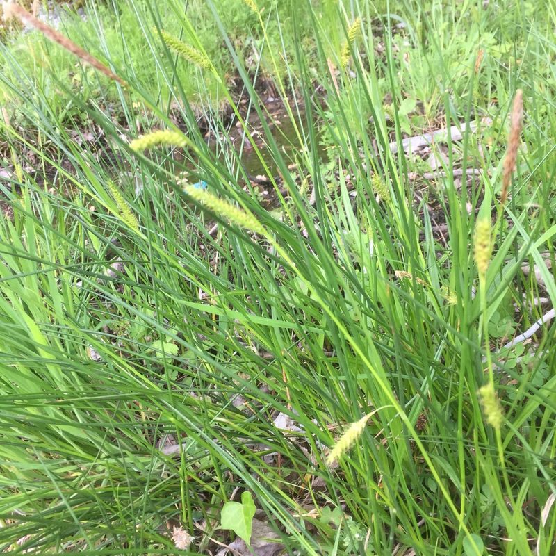 Carex laevigata, photographed by Andre Hosper