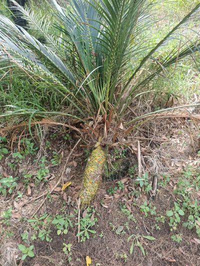 Macrozamia miquelii, photographed by Isaiah Findley