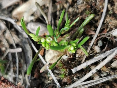 Montia linearis, photographed by Kalvin Chan