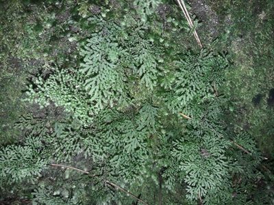 Hymenophyllum flexuosum, photographed by naturewatchwidow