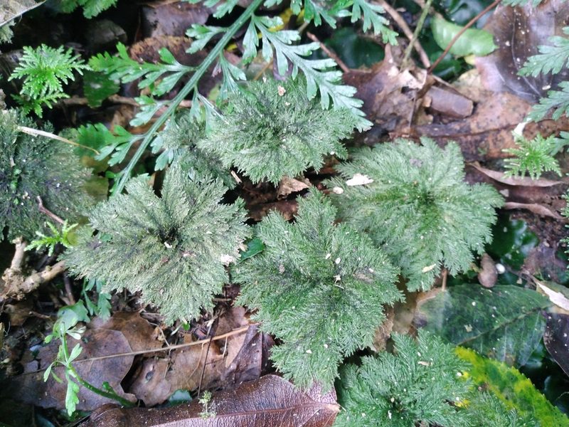 Dendrohypopterygium filiculiforme, photographed by Leon Perrie