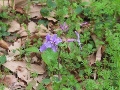Orychophragmus violaceus, photographed by mami_t_t