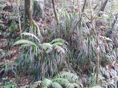 Freycinetia banksii, photographed by Leon Perrie