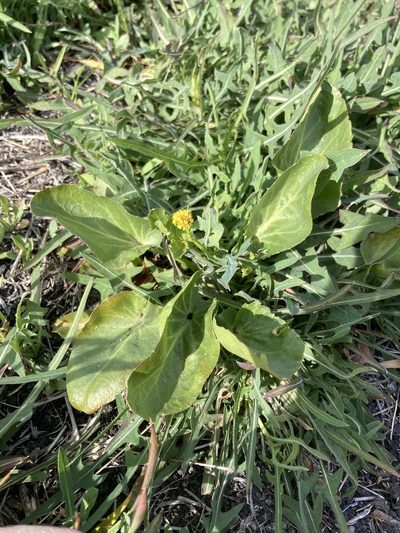 Sanicula maritima, photographed by Adam J. Searcy