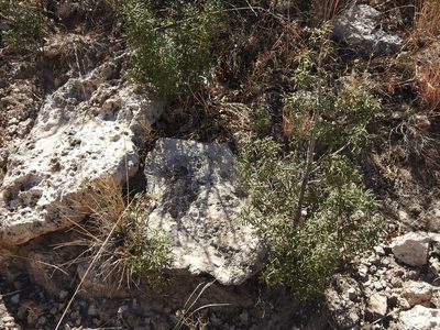 Choisya dumosa, photographed by Rachel Stringham