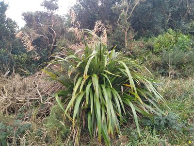 Phormium colensoi, photographed by Leon Perrie