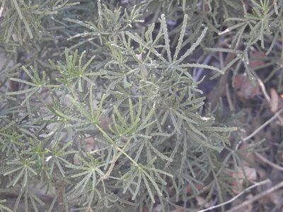 Choisya dumosa, photographed by Rachel Stringham
