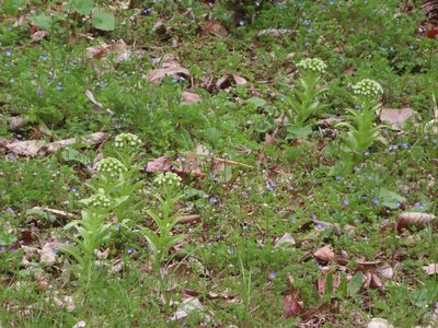 Petasites japonicus, photographed by mami_t_t