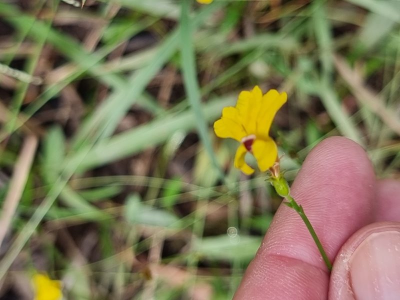 Goodenia paniculata, photographed by Martin Rady
