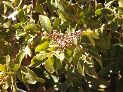 Rhus virens, photographed by Rachel Stringham