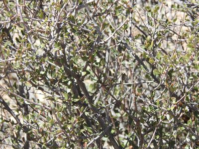 Cercocarpus breviflorus, photographed by Rachel Stringham