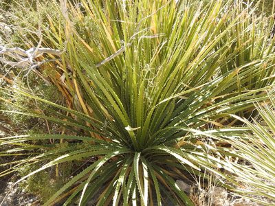 Dasylirion leiophyllum, photographed by Rachel Stringham