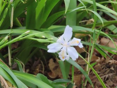 Iris japonica, photographed by mami_t_t