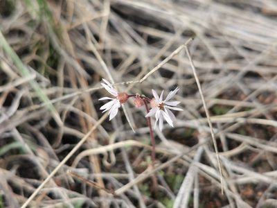 Lithophragma glabrum, photographed by Kalvin Chan