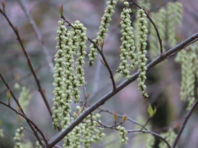 Stachyurus praecox, photographed by mami_t_t