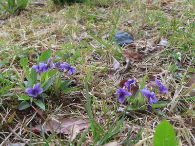 Viola mandshurica, photographed by mami_t_t