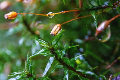 Pogonatum contortum, photographed by Pete Lypkie