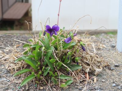 Viola mandshurica, photographed by mami_t_t