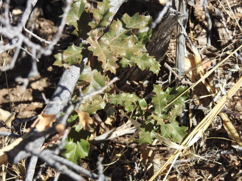 Quercus pungens, photographed by Rachel Stringham