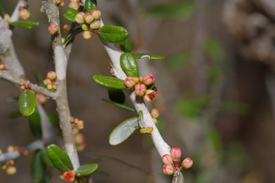Castela erecta, photographed by Michelle W. （鍾偉瑋）