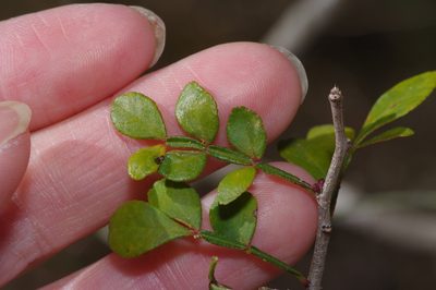 Zanthoxylum fagara, photographed by Michelle W. （鍾偉瑋）