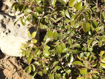 Rhus virens, photographed by Rachel Stringham