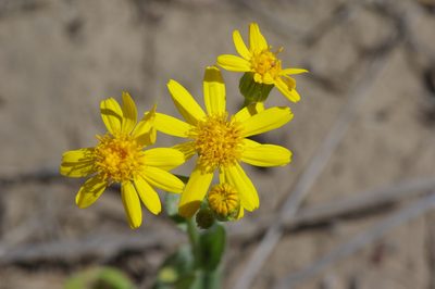 Senecio ampullaceus, photographed by Michelle W. （鍾偉瑋）