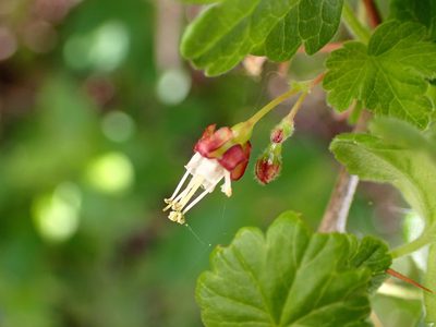 Ribes divaricatum, photographed by Cricket Raspet
