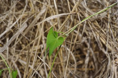 Funastrum cynanchoides, photographed by Michelle W. （鍾偉瑋）
