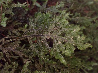 Plagiochila stephensoniana, photographed by Leon Perrie