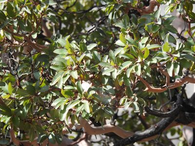 Arbutus xalapensis, photographed by Rachel Stringham
